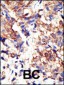 Dsk2 Antibody (N-term)